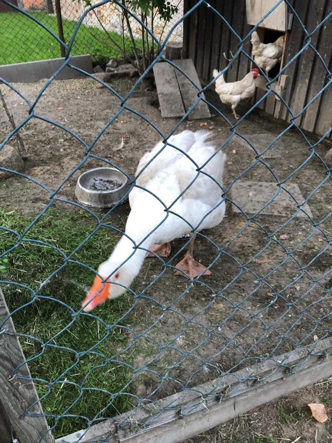Ferienwohnung Gans Auguste Dohna Exteriér fotografie